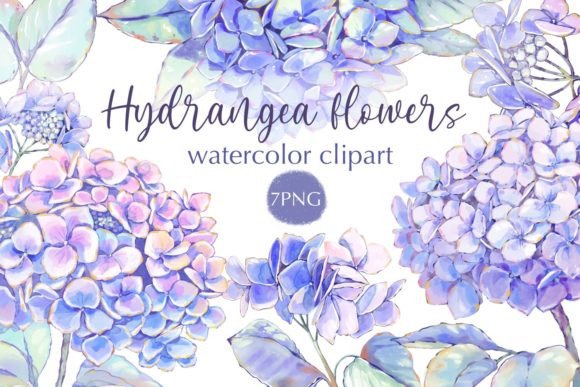 Hydrangea Flowers Watercolor Clipart