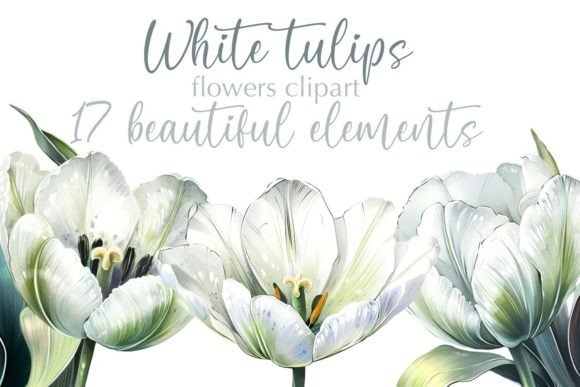 White Tulips Spring Flower Clipart