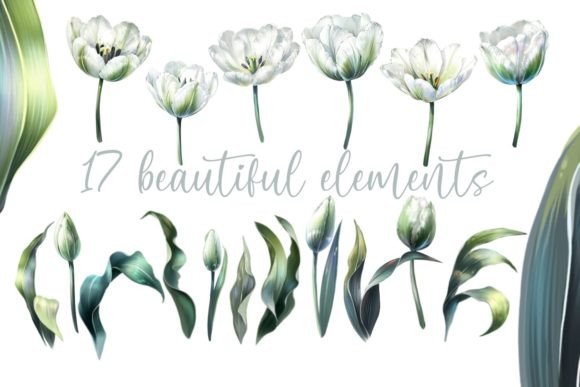 White Tulips Spring Flower Clipart